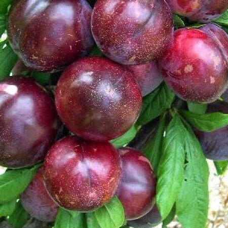 Диплоїдна злива "Прайм Тайм", фото 1