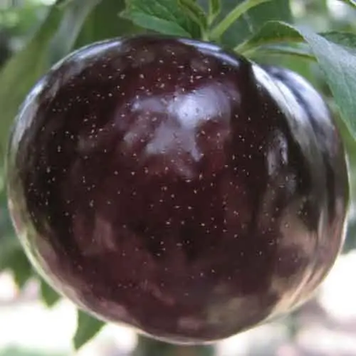 Слива диплоїдна "Фріар", фото 1