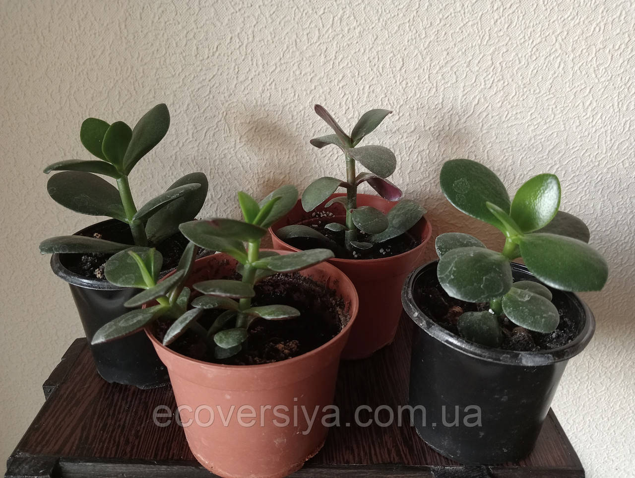 Красула, Грошове дерево, Товстянка, фото 1