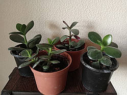 Красула, Грошове дерево, Товстянка