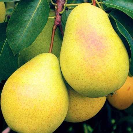 Груша Гранд Чемпіон (зимова), фото 1