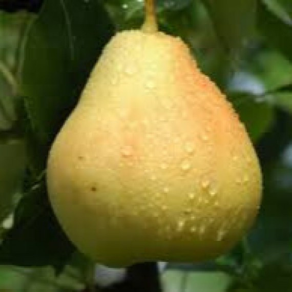 Груша Катюша (пізня), фото 1