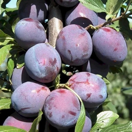 Слива "Каліпсо", фото 1