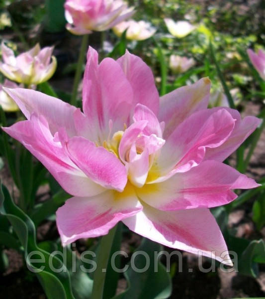 Тюльпан махровий ранній багатоквітковий Peach Blossom (Піч Блоссом) 3 цибулинки