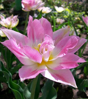 Тюльпан махровий ранній багатоквітковий Peach Blossom (Піч Блоссом) 3 цибулинки, фото 1