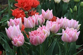 Тюльпан махровий ранній багатоквітковий Peach Blossom (Піч Блоссом) 3 цибулинки, фото 3