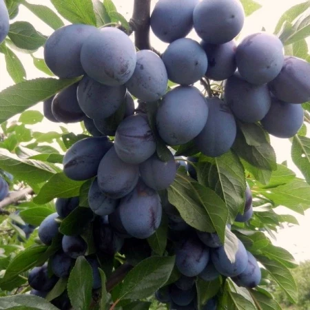 Слива Ніагара, фото 1