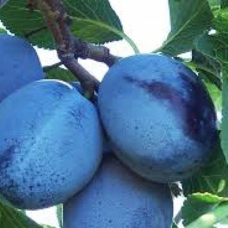 Слива "Топ Гігант", фото 1