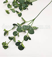Гілка евкаліпта зелена