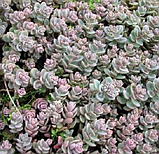Очиток седум Еверса мінор в горщику Sedum ewersii, фото 2