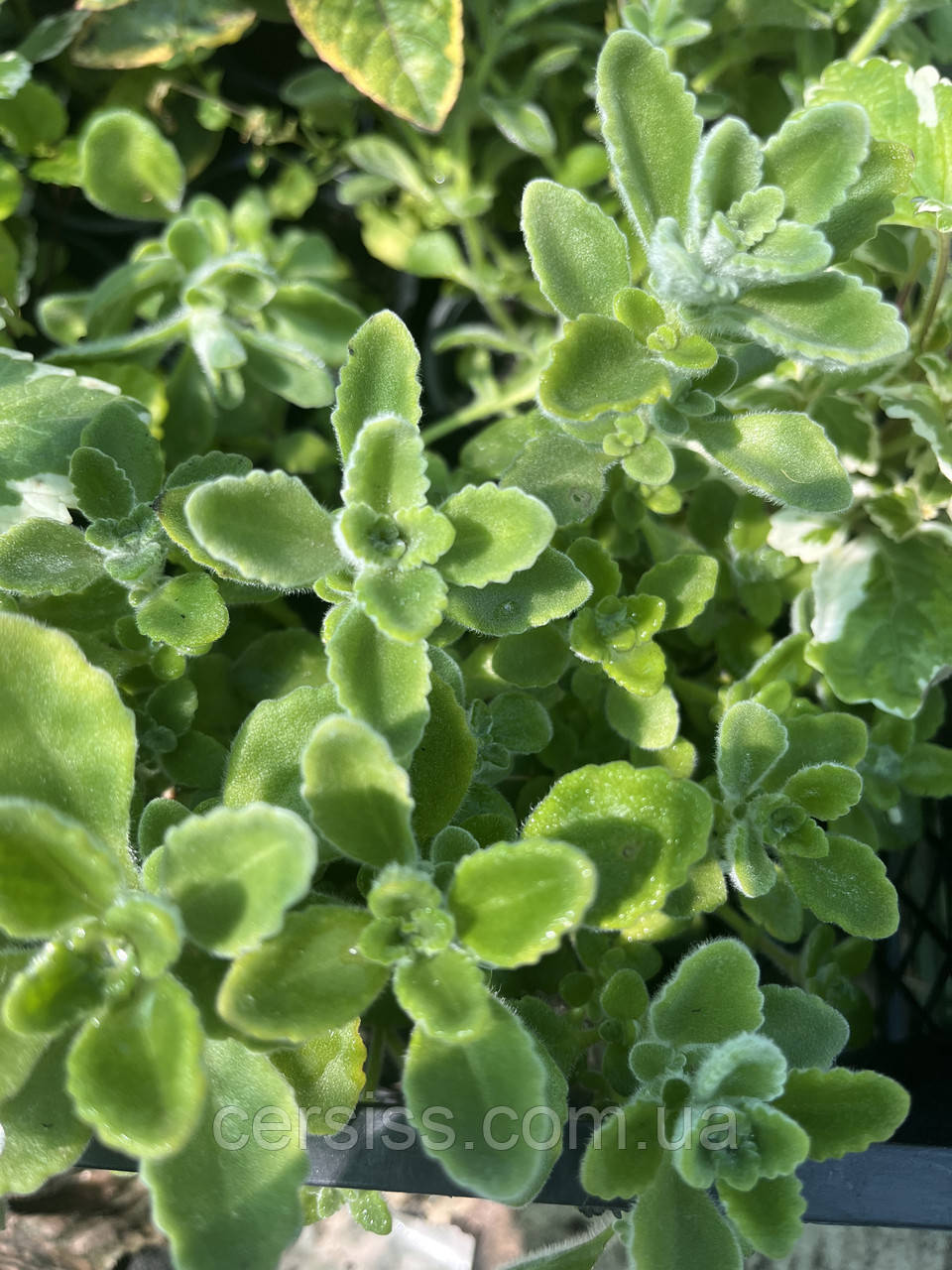 Плектрантус Томентоза сріблястий ампельна кімнатна рослина Plectranthus tomentosa, фото 1