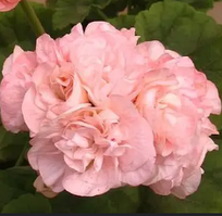 Пеларгонія Софія Емма рожева вкорінений живець Pelargonium Sophie Emma