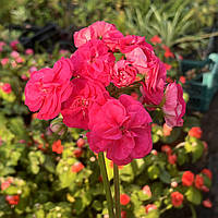 Пеларгония Розебудная Survivor Rosalinda рожева крупноквіткова Pelargonium Survivor Rosalinda