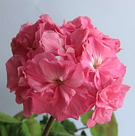 Пеларгонія Dibbinsdale рожева Pelargonium Dibbinsdale