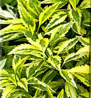 Форзиція строкаста