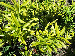 Форзиція зелена