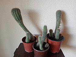 Кактус мікс