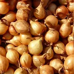 Цибуля Шалот круглий (на зелень), Голландія, 1 кг