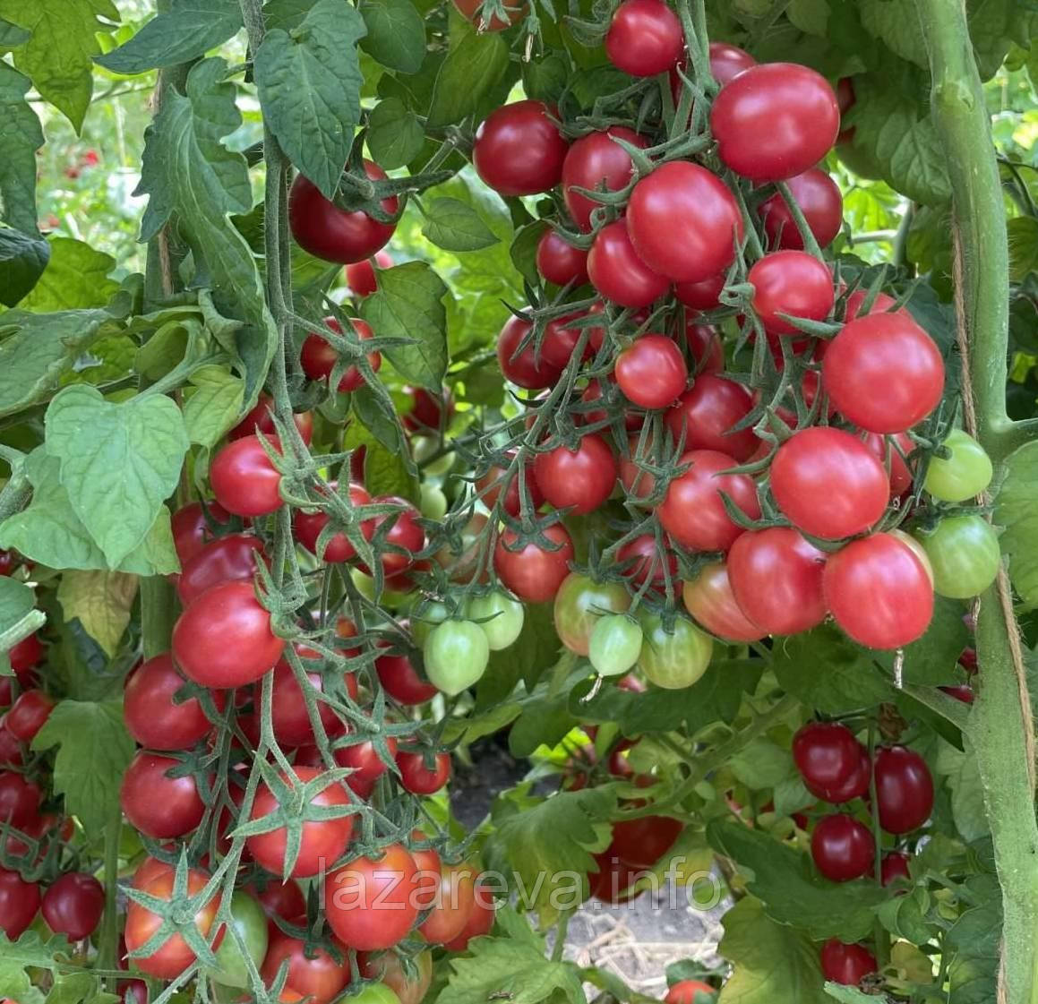 Насіння томата Рожеве сузір’я F1 10 шт, фото 1