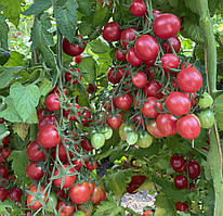 Насіння томата Рожеве сузір’я F1 10 шт