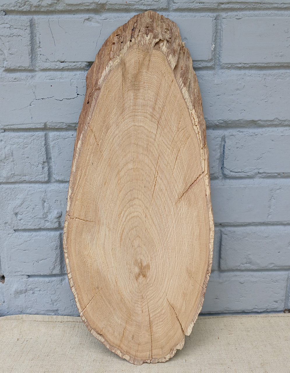 Зріз дерева дубовий, сухий (не оброблений) 500х200мм.