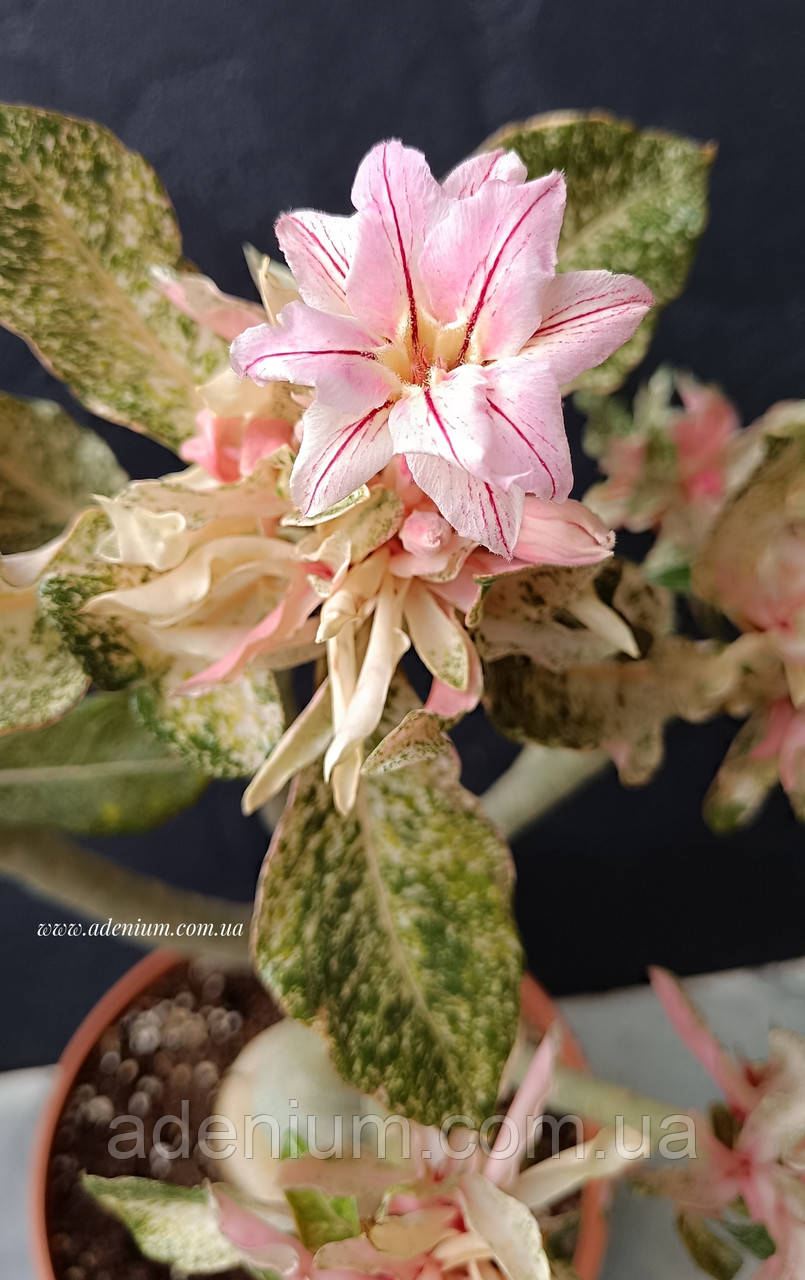 Аденіум Pink Arrow (варієгатний сорт, щеплення), фото 1