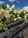 Гортензія метильчаста на штамбі "Фрайз Мельба" (h 160-170 cm), фото 3