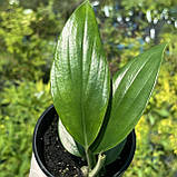 Епіпремнум Драгон Тейл Хвіст дракона Dragon Tail Epipremnum Dragon Tale, фото 2