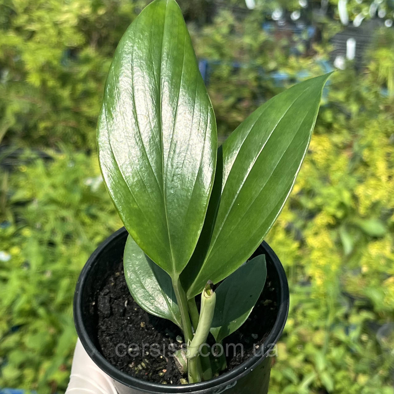 Епіпремнум Драгон Тейл Хвіст дракона Dragon Tail Epipremnum Dragon Tale, фото 1