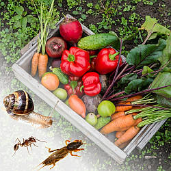 Пізнє літо = пік шкідників: як безпечно врятувати врожай