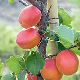 Абрикос Кулгат. Підщепа міраболано. Ранній. (в), фото 6