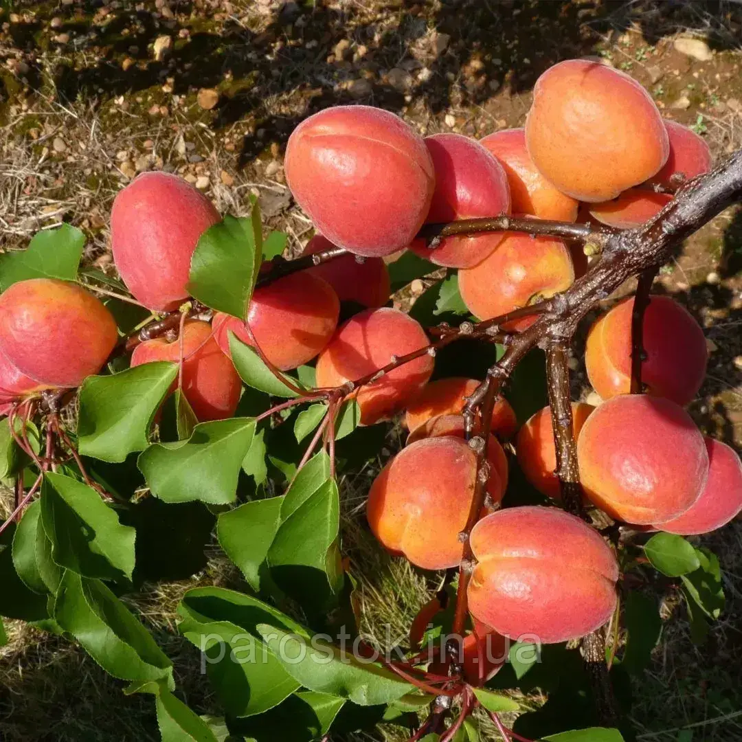 Абрикос Кулгат. Підщепа міраболано. Ранній. (в), фото 1