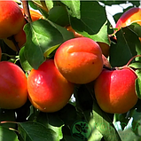 Абрикос Кулгат. Підщепа міраболано. Ранній. (в), фото 2