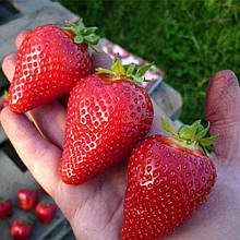 Полуниця Брілла (надрання)