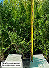Саджанці Ялівця козацького Варієгата (Juniperus sabina Variegata) Р9, фото 2