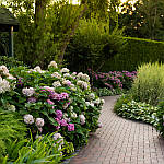 🌸 Топ-5 рослин, що прикрасять ваш двір із весни до осені