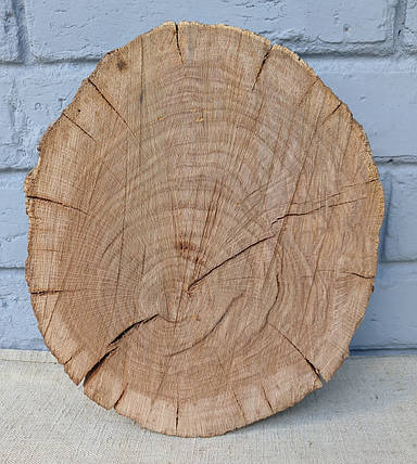 Спил, зріз дерева для творчості (260х220мм), фото 1