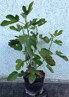 Інжир Медовий. У контейнерах 5 л.