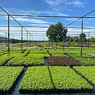 Саджанці Кипарисовика Лавсона Елвуді (Chamaecyparis lawsoniana Ellwood's) C1, фото 2