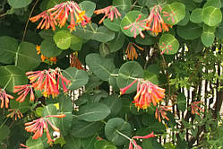 Жимолость Брауна