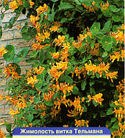 Жимолость Тельмана (саджанці)