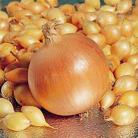 🧅 Цибуля-сіянка Дайтона (BROER), 1 кг, Голландія