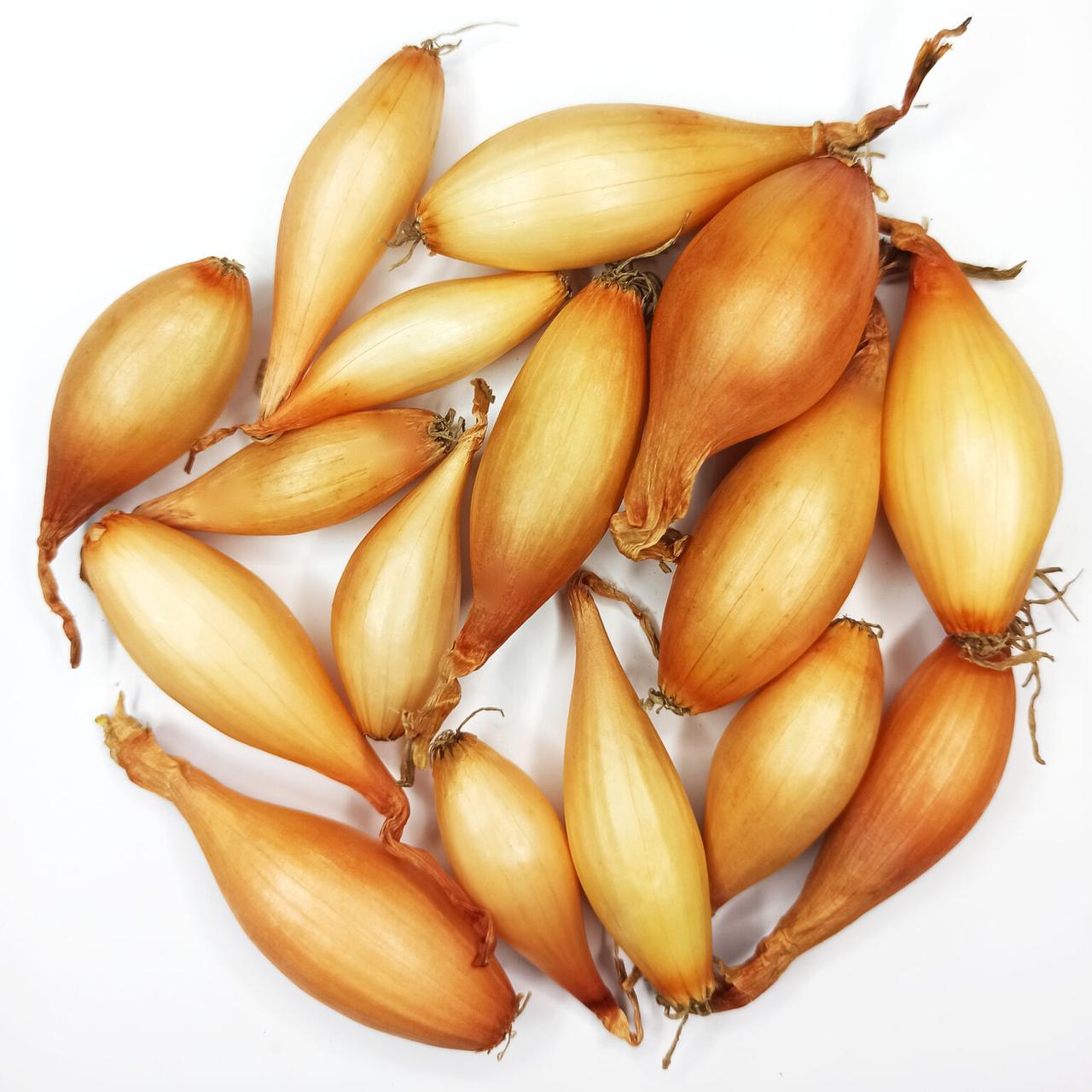 Цибуля саджанка Вольф 8-21, ціна за 1 кг, ТОР