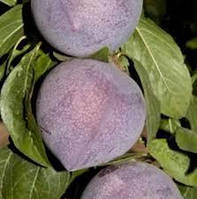 Гібрид слива черешня Кенді Харт (середнього терміну дозрівання)