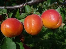 Абрикос КУЛГАТ (дворічний) раннього терміну дозрівання, фото 1