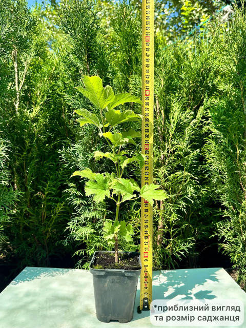 Саунадағы топтық секс кеші