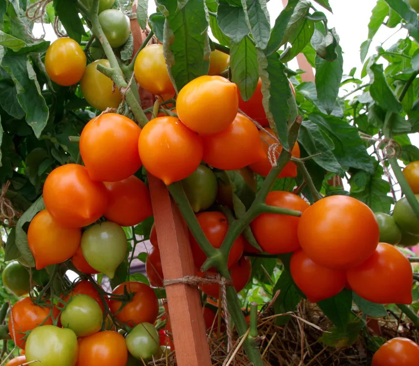 Насіння томату Артістка F1 10 шт, фото 1