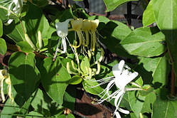 Жимолость запашна (саджанці однорічні)