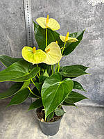 Рослина в горщику Anthu Vanilla Антуріум