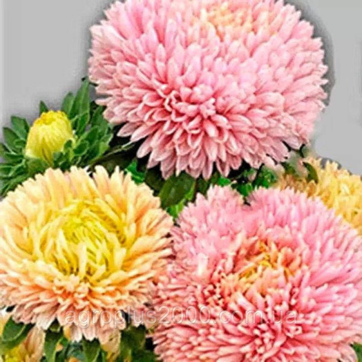 Насіння Астра Балун Абрикосова 1 грам Satimex